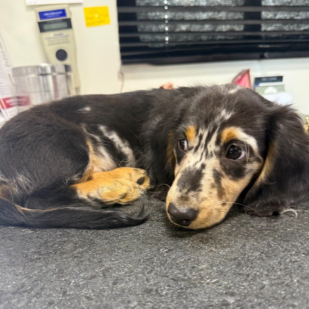 Daschund