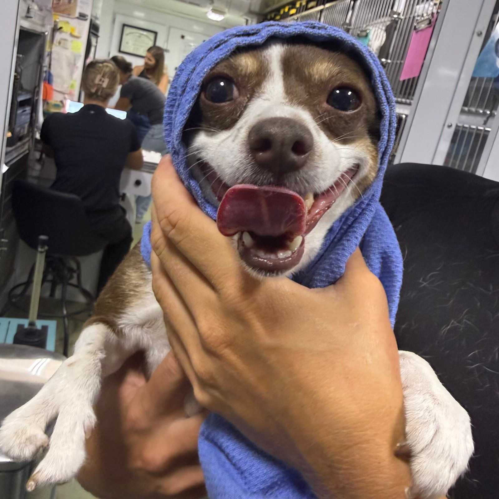 Dog