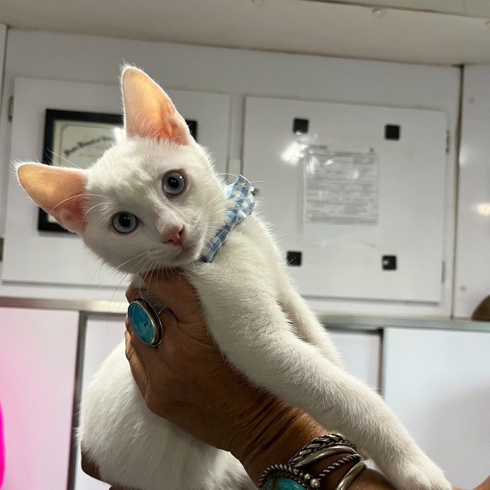 White Cat